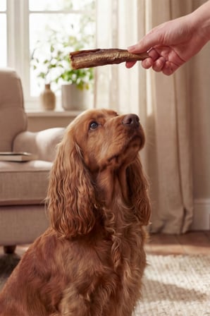 kito dana kuyruk çiğnemelik köpek ödül maması , glutensiz, organik 100 gr