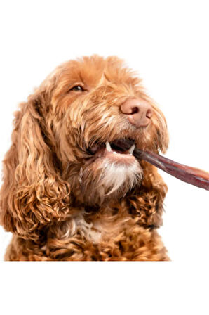 Köpek Ödül Çubukları: %100 Doğal Dana Kamış Bully Stick Taze Kamış