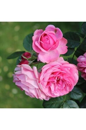 Tüplü Kokulu Reçellik Isparta Gülü Fidanı Rosa Damascena 10-20 Cm