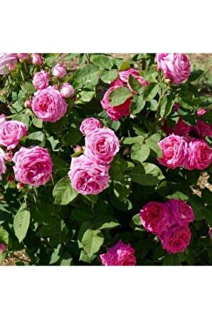 Tüplü Kokulu Reçellik Isparta Gülü Fidanı Rosa Damascena 10-20 Cm