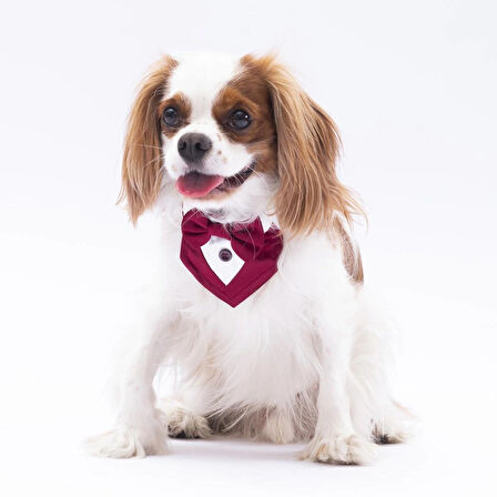 Pawstar Bordo Smokin Kedi/Köpek Fuları