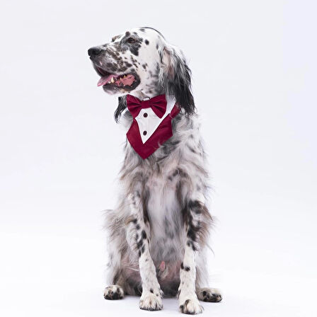 Pawstar Bordo Smokin Kedi/Köpek Fuları