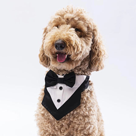 Pawstar Siyah Smokin Kedi/Köpek Fuları