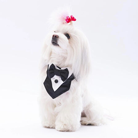 Pawstar Siyah Smokin Kedi/Köpek Fuları