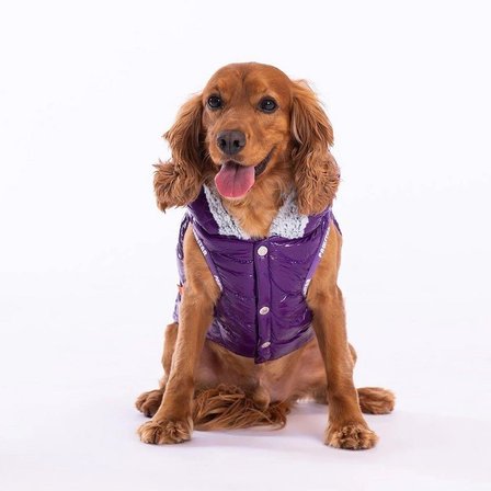 PawStar Mor Light Wave Yelek Küçük ve Orta Irk Yağmurluk