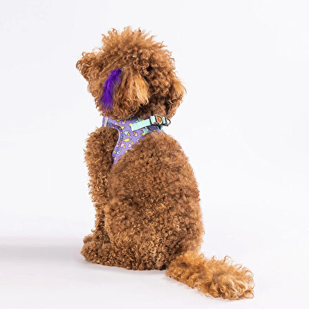 Pawstar Air-Mesh Ice Cream Köpek Göğüs Tasması