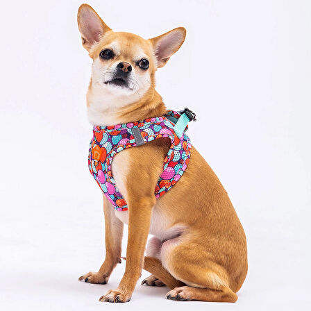 Pawstar Air-Mesh Balloons Köpek Göğüs Tasması