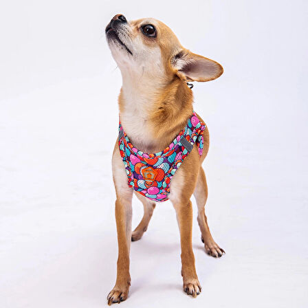 Pawstar Air-Mesh Balloons Köpek Göğüs Tasması