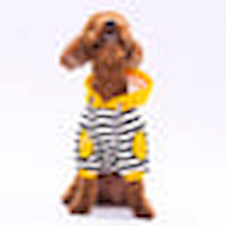 Pawstar Sarı Lucky Club Polarlı Küçük Irk Köpek Sweatshirtü