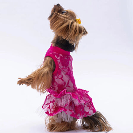Pawstar Pink Rosa Kedi ve Küçük Irk Köpek Elbisesi