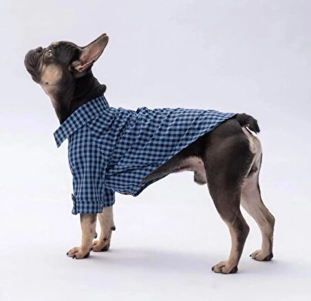 Pawstar Luss Mavi Kedi ve Küçük Irk Köpek Gömleği
