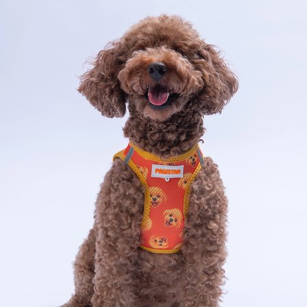 Pawstar Air-Mesh Poodle Köpek Göğüs Tasması