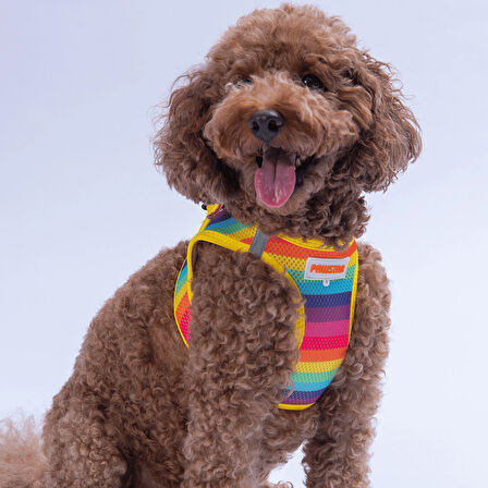 Pawstar Air-Mesh Rainbow Köpek Göğüs Tasması