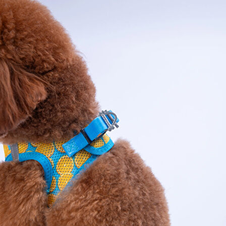Pawstar Air-Mesh Citrus Köpek Göğüs Tasması