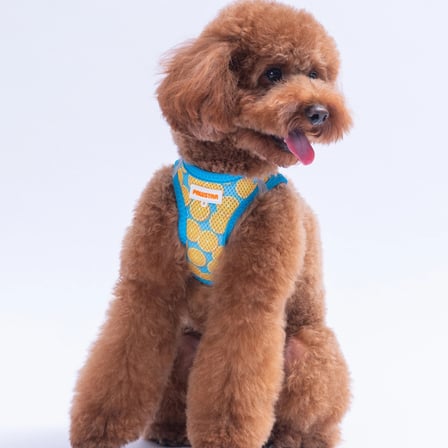 Pawstar Air-Mesh Citrus Köpek Göğüs Tasması