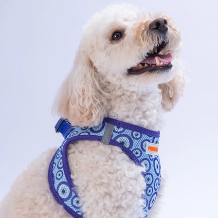 Pawstar Air-Mesh Charm Köpek Göğüs Tasması