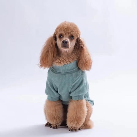 Pawstar Yeşil Teddywood Küçük Irk Köpek Sweatshirtü