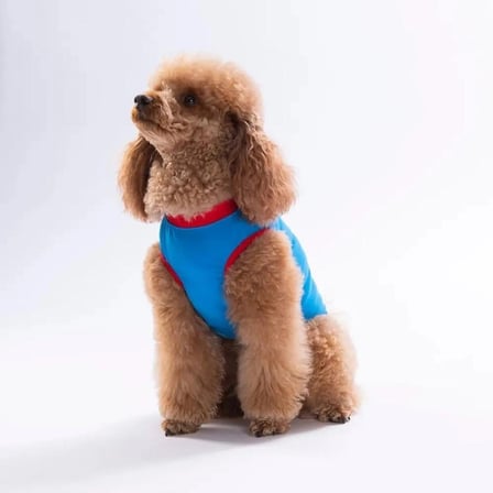 PawStar 26809 Mavi Donut Teddy Küçük Irk Köpek T-shirtü