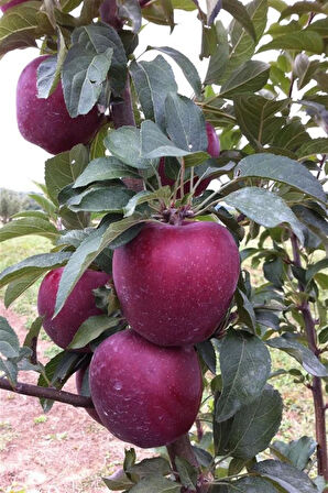 Açık Kök Red Star king Elma Fidanı Açık Kök 40-80 cm