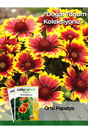 50 Adet Örtü Papatyası Tohumu