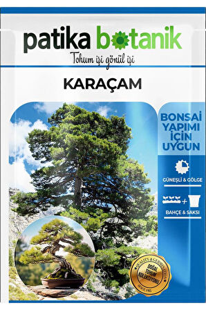 Karaçam Ağaç Tohumu