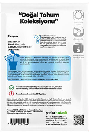 Karaçam Ağaç Tohumu