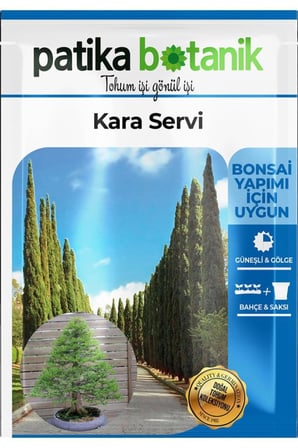 20 Adet Kara Servi Ağaç Tohumu