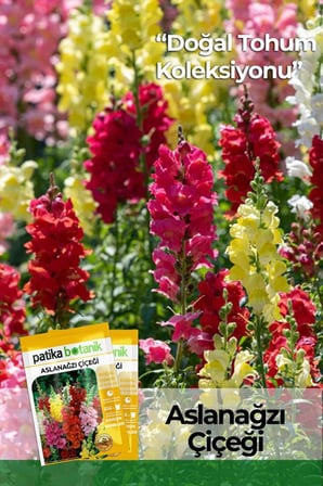 100 Adet Aslanağzı Çiçek Tohumu (Antirrhinum Majus)