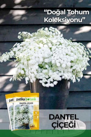 50 Adet Dantel Çiçeği Tohumu (Ammi Majus)