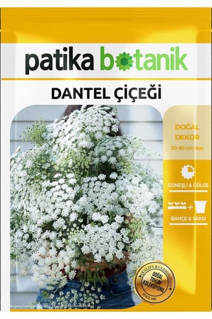 50 Adet Dantel Çiçeği Tohumu (Ammi Majus)