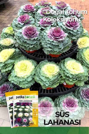 20 Adet Süs Lahanası Çiçek Tohumu (Brassica Oleracea Dwarf Mixed)