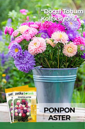 30 Adet Ponpon Aster Çiçek Tohumu (Callistephus Tall Pompon)