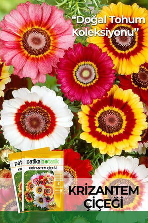 50 Adet Krizantem Çiçeği Tohumu (Chrysanthemum Carinm Ratuainbow Mixed)