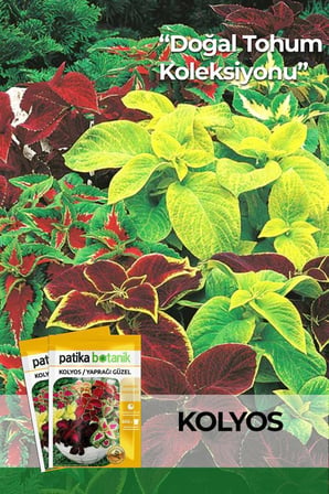 100 Adet Kolyos / Yaprağı Güzel Çiçek Tohumu (Coleus Blumei)