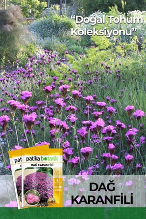 50 Adet Dağ Karanfili Çiçek Tohumu (Dianthus Carthusianorum)