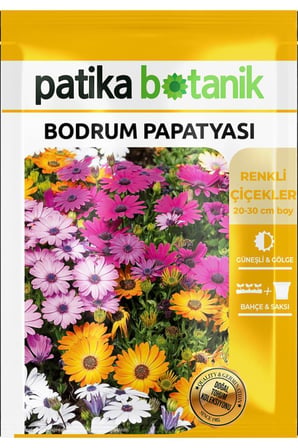 50 Adet Bodrum Papatyası Çiçek Tohumu (Dimorphotheca Sinuata) 
