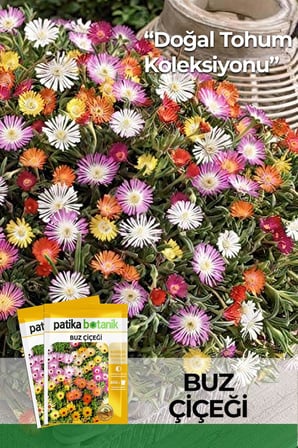50 Adet Buz Çiçeği Tohumu (Dorotheanthus Bellidiformis)