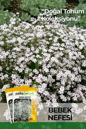 50 Adet Bebek Nefesi Çiçek Tohumu (Gypsophila Elegans)