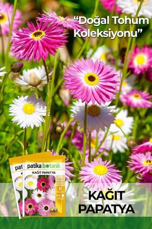 30 Adet Kağıt Papatya Çiçek Tohumu (Helipterum Roseum Mixture)