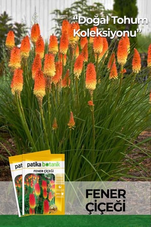 50 Adet Fener Çiçeği Tohumu (Kniphoöa)
