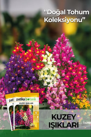 100 Adet Kuzey Işıkları Çiçek Tohumu (Linaria Maroccana)