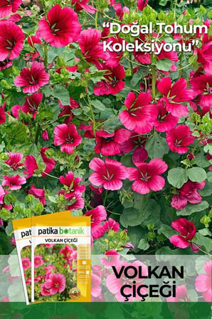 5 Adet Volkan Çiçeği Tohumu (Malope Trifıda)