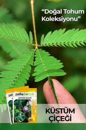 50 Adet Küstüm Çiçeği Tohumu (Mimosa Pudica)