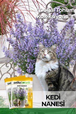 100 Adet Kedi Nanesi Çiçek Tohumu (Nepeta Mussini)