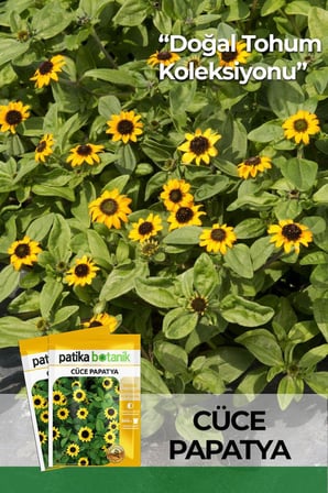100 Adet Cüce Papatya Çiçek Tohumu (Sanvitalia Procumbens)