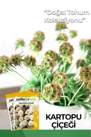 5 Adet Kartopu Çiçeği Tohumu (Scabiosa Stellata)