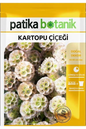 5 Adet Kartopu Çiçeği Tohumu (Scabiosa Stellata)