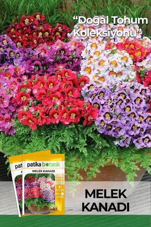 100 Adet Melek Kanadı Çiçek Tohumu (Schizanthus x Wisetonensis)