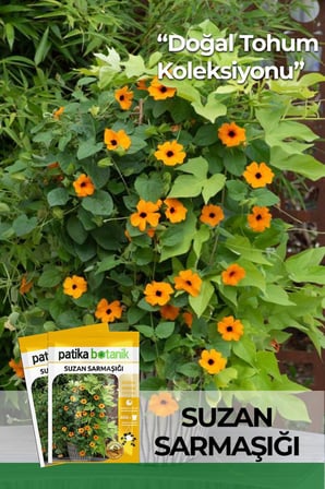 5 Adet Suzan Sarmaşığı Çiçek Tohumu (Thunbergia Alata)