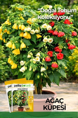 30 Adet Ağaç Küpesi Çiçek Tohumu (Abutilon Hybridum)